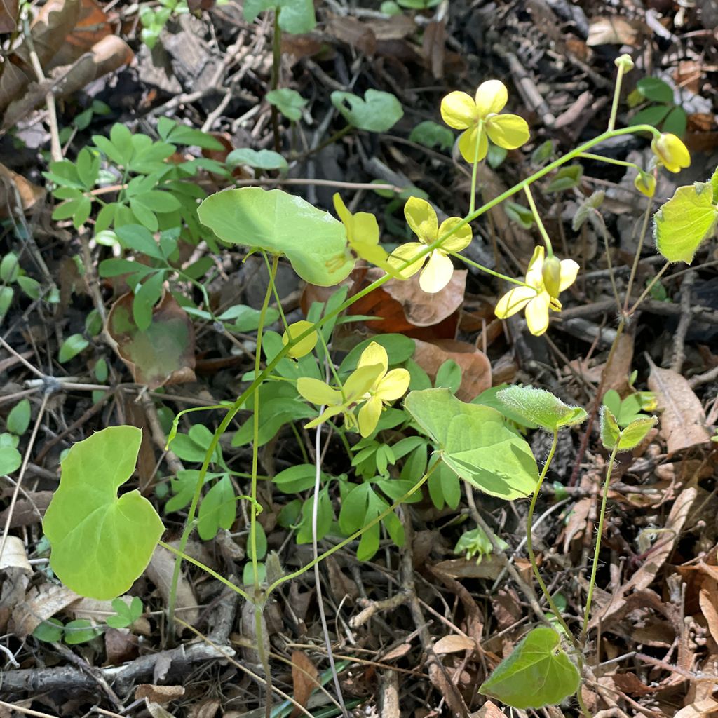 Epimedium perralderianum