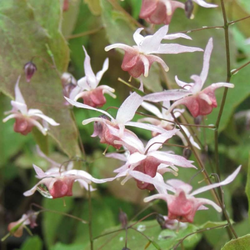 Epimedium hybride Pink Elf