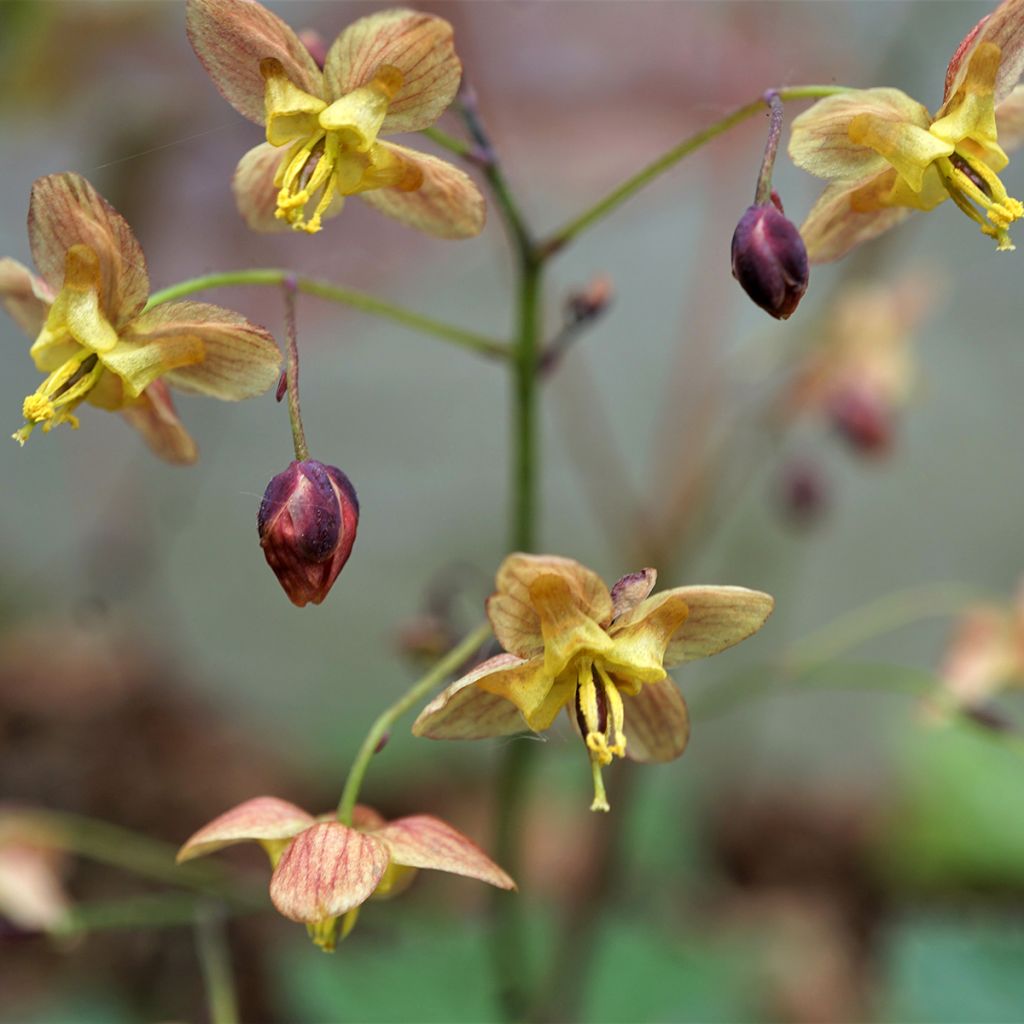 Epimedium pinnatum subsp. colchicum Black Sea