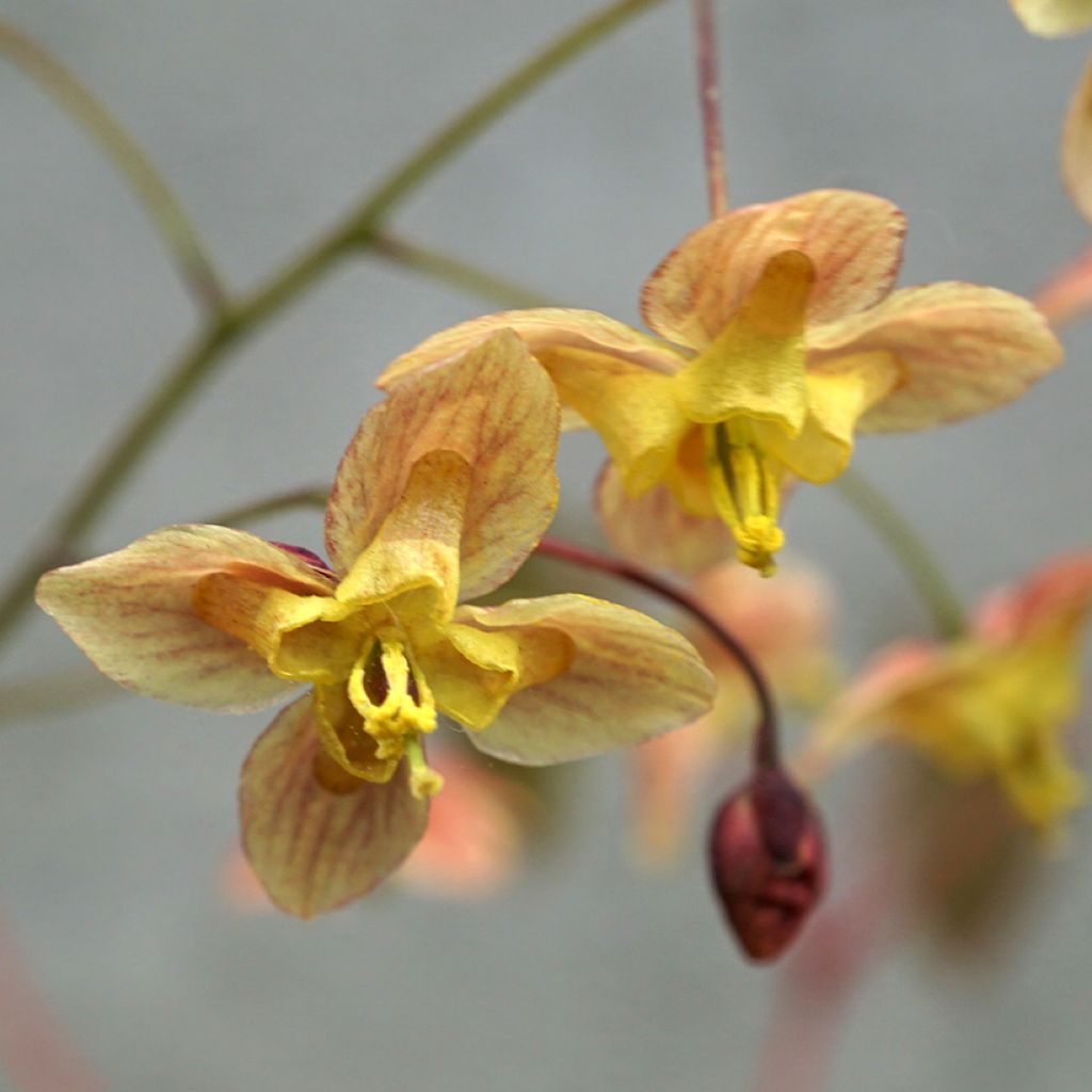 Epimedium pinnatum subsp. colchicum Black Sea