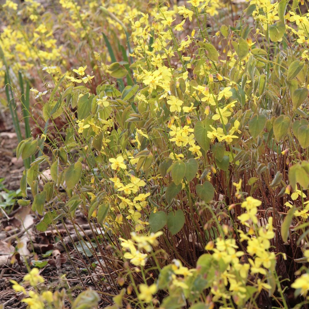 Fleur des Elfes - Epimedium pinnatum ssp colchicum