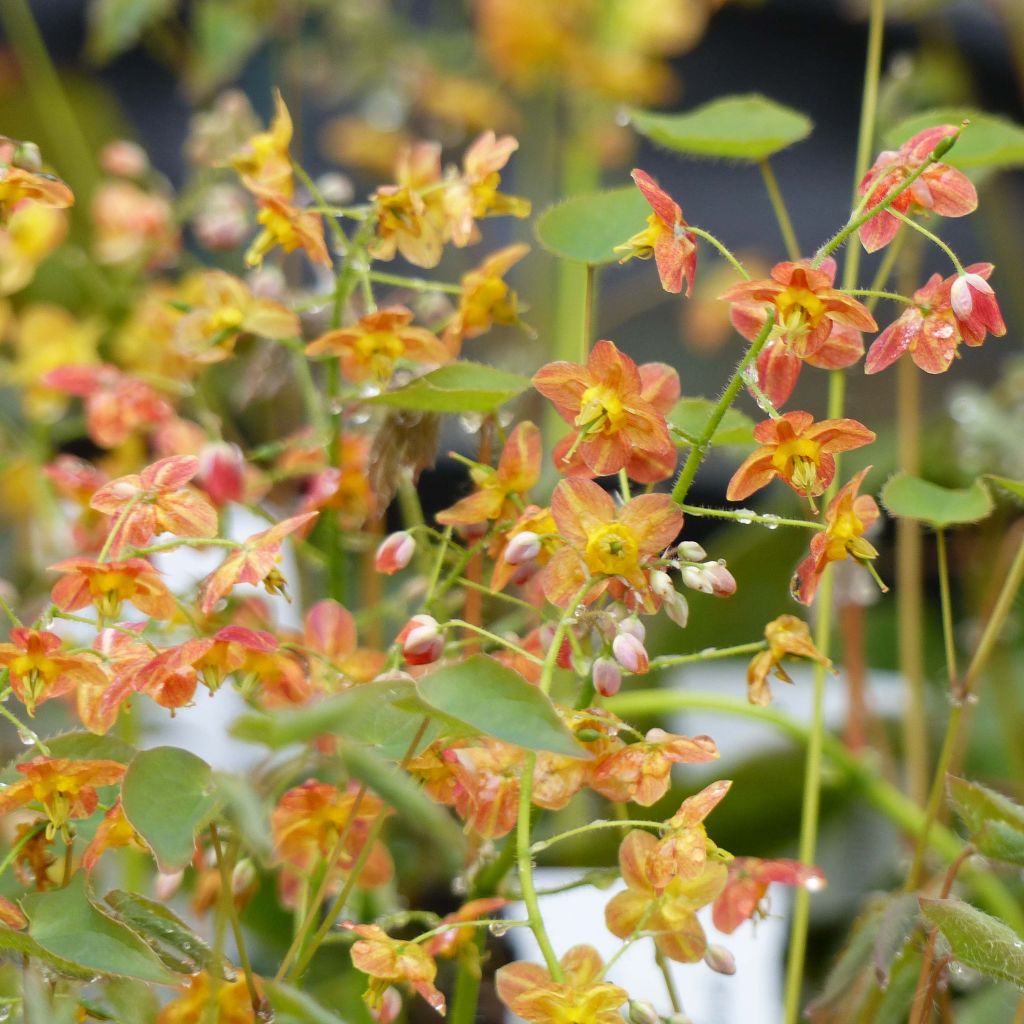 Fleur des Elfes - Epimedium  pubigerum Orangekönigin