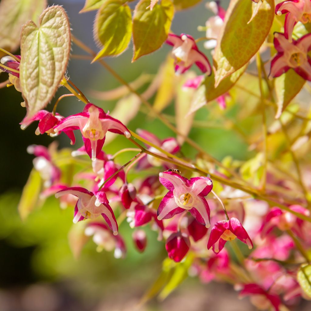 Epimedium rubrum