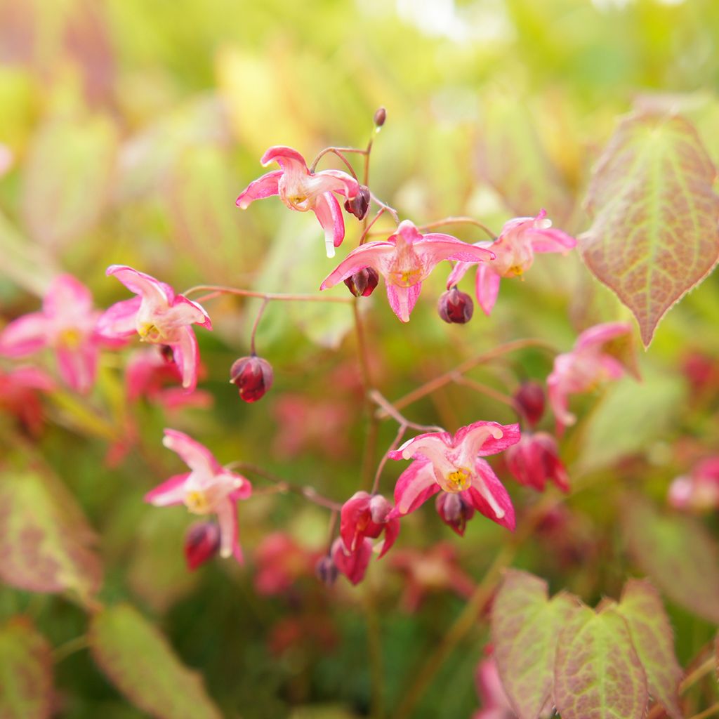 Epimedium rubrum