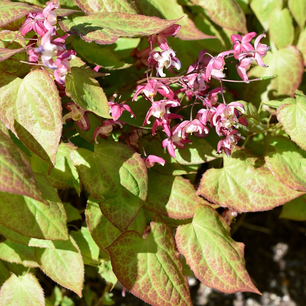 Epimedium rubrum