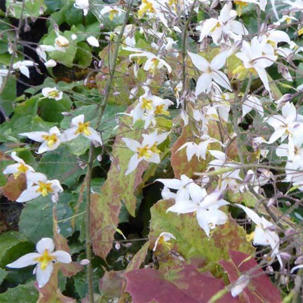 Epimedium stellulatum Wudang Star - Fleur des Elfes