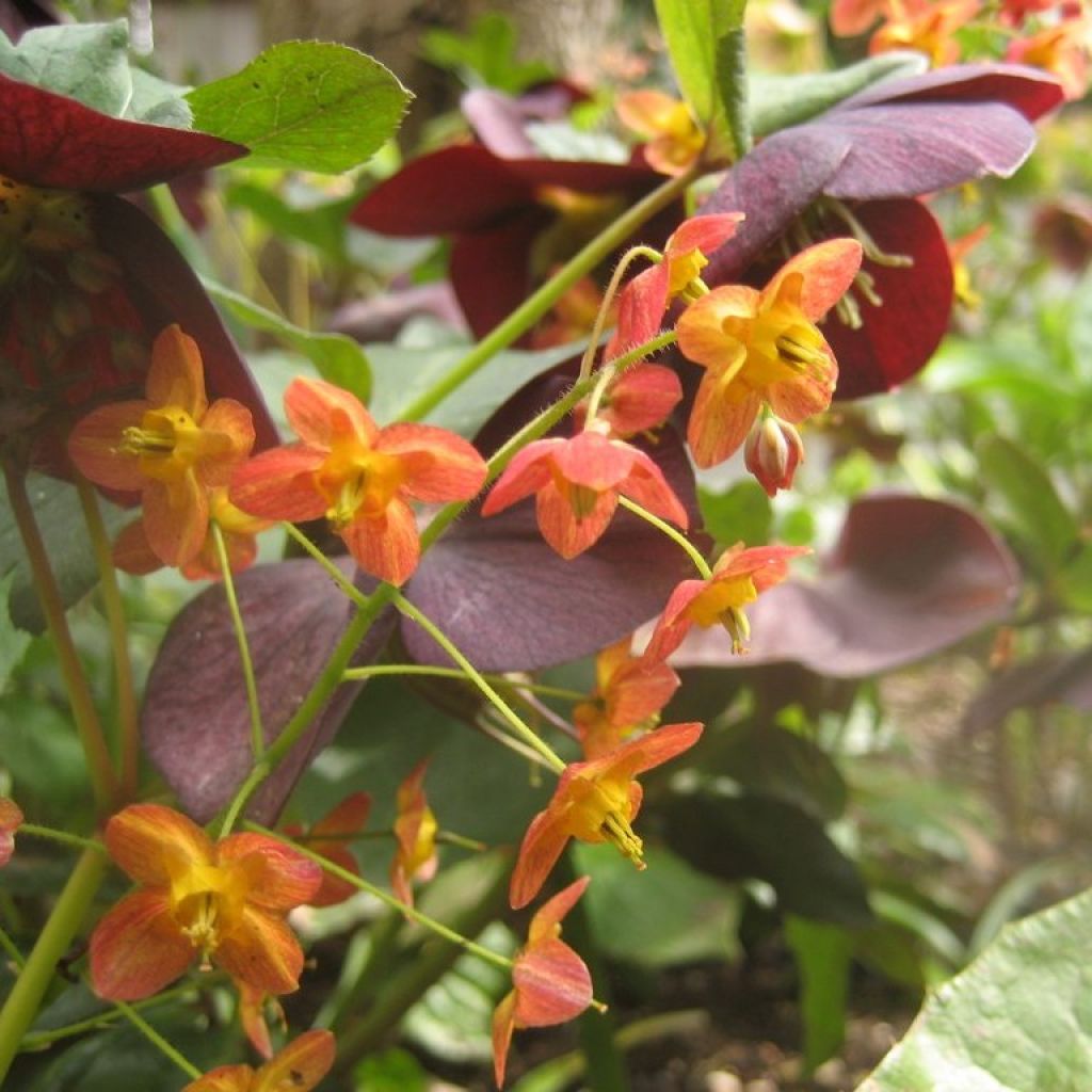 Epimedium warleyense, Fleur des elfes