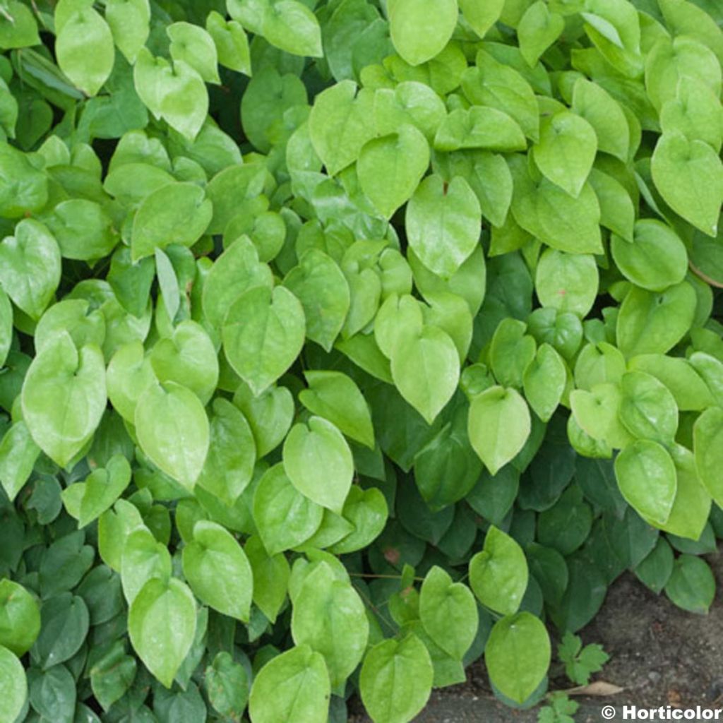 Epimedium warleyense Ellen willmott, Fleur des elfes