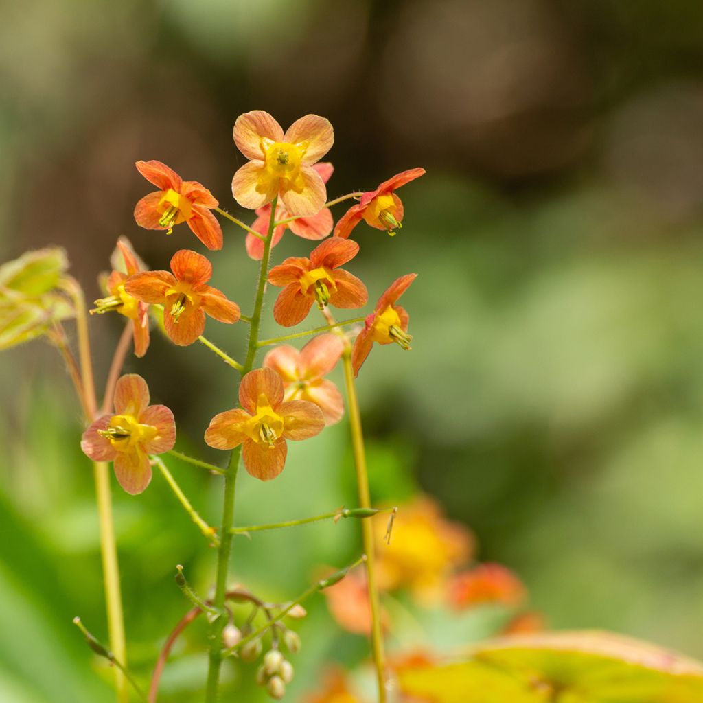 Epimedium warleyense