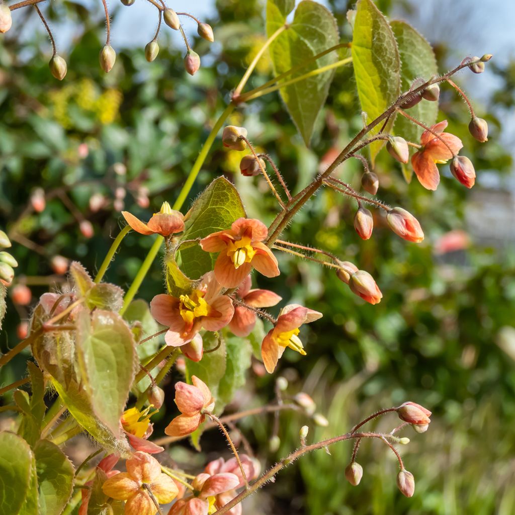 Epimedium warleyense