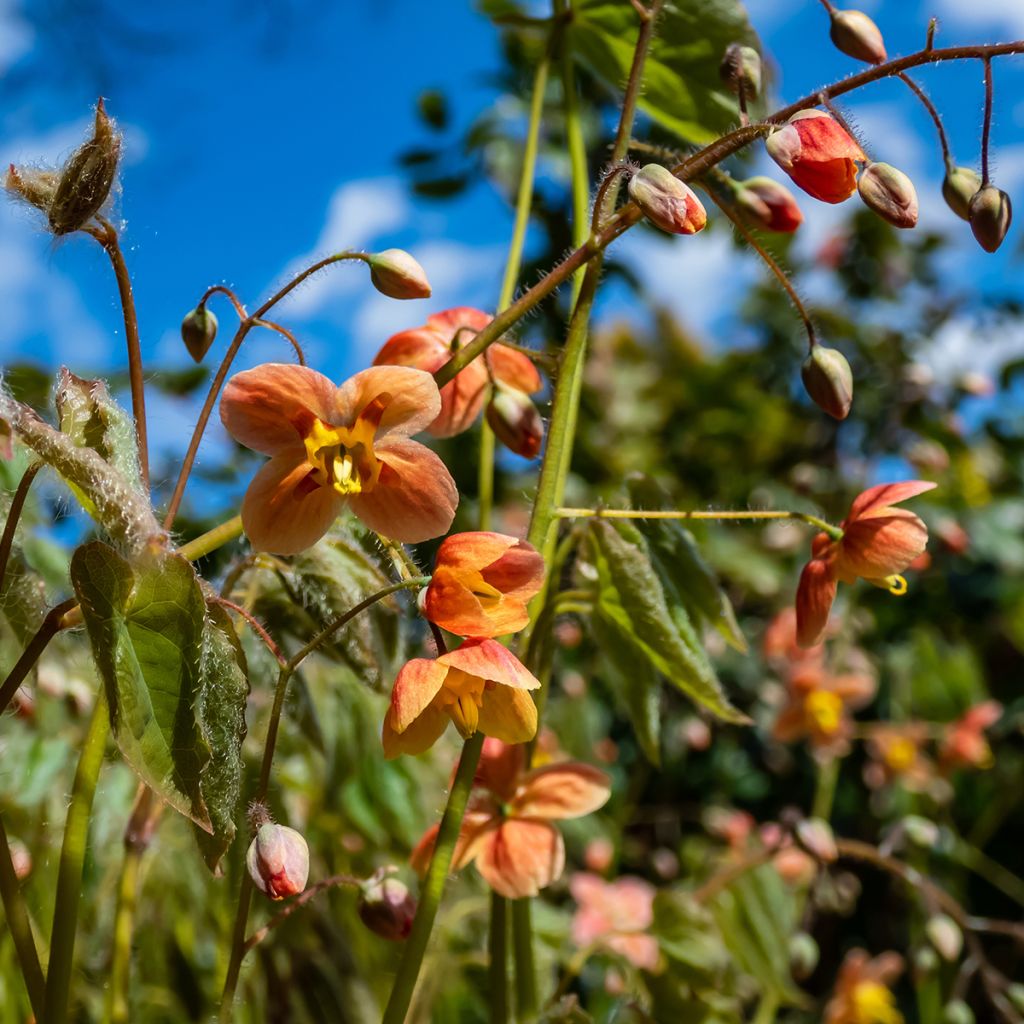 Epimedium warleyense