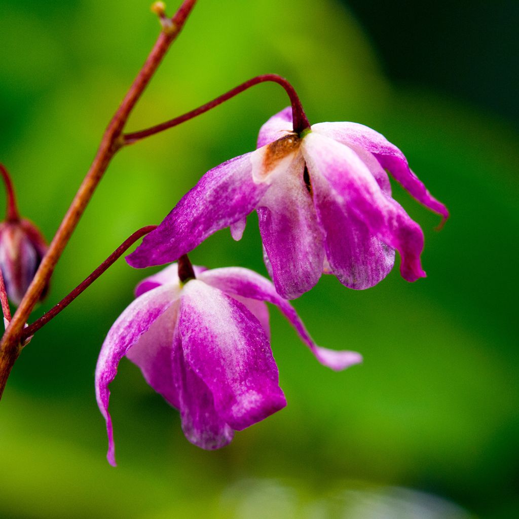 Epimedium youngianum Roseum