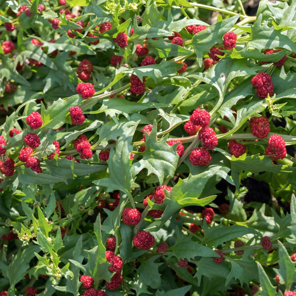 Espinaca Fresa Fraise - Chenopodium capitatum