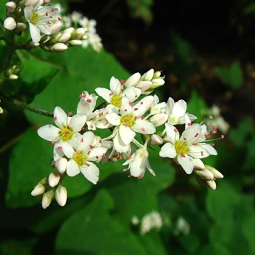 Alforfón - Fagopyrum dibotrys