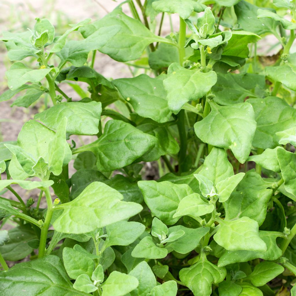 Espinaca de Nueva Zelanda - Tetragonia tetragonioides