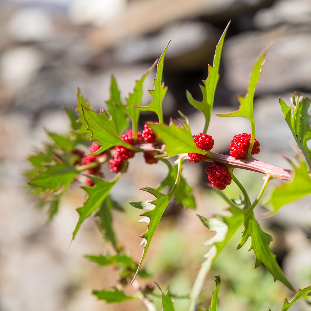 Espinaca Fresa - Chenopodium foliosum