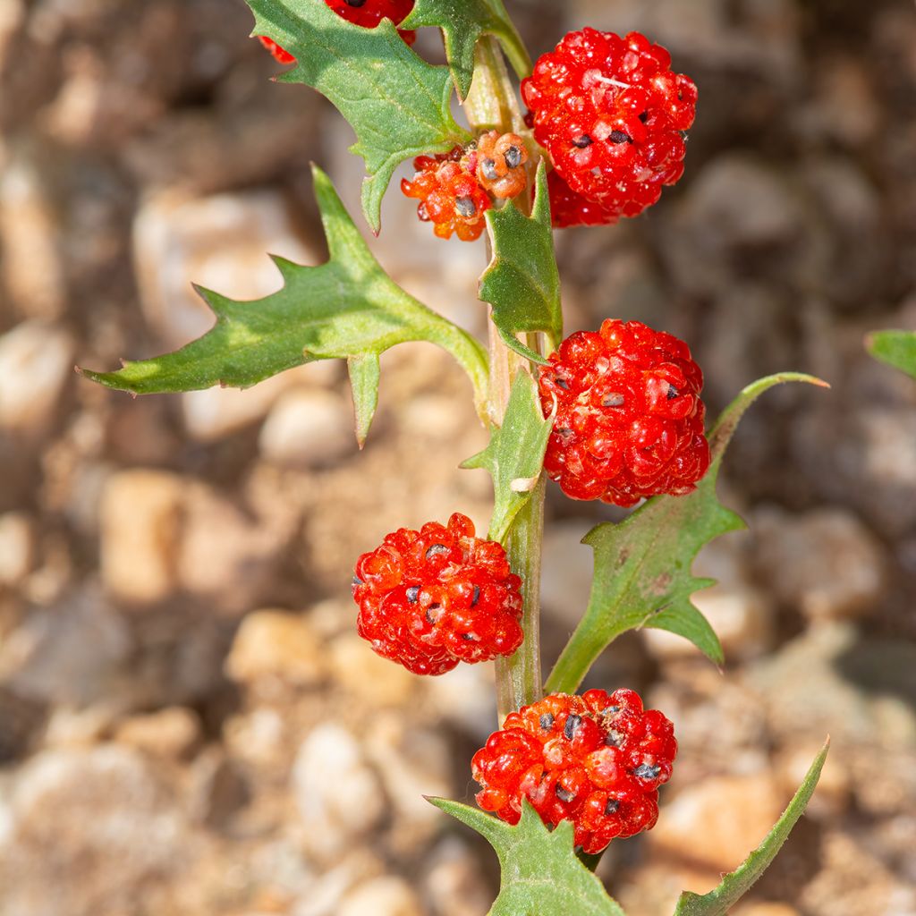 Espinaca Fresa - Chenopodium foliosum