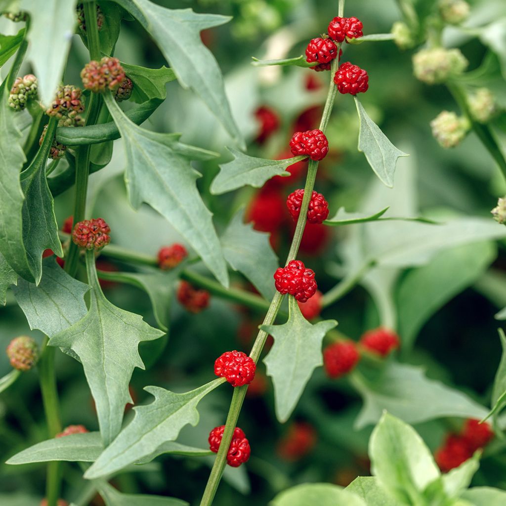 Espinaca Fresa - Chenopodium foliosum