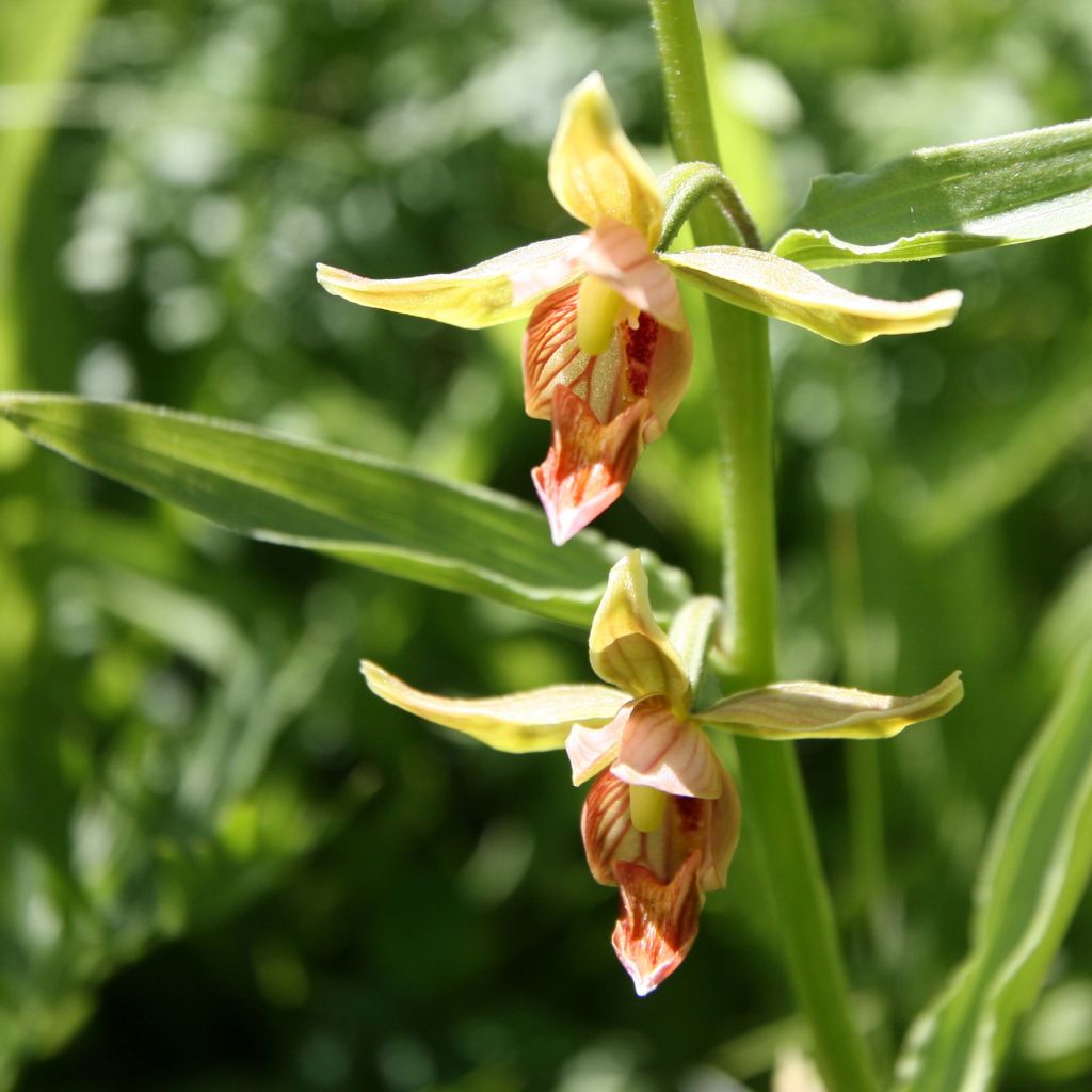 Epipactis gigantea - Epipactis gigante