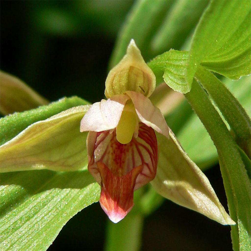 Epipactis gigantea - Epipactis gigante