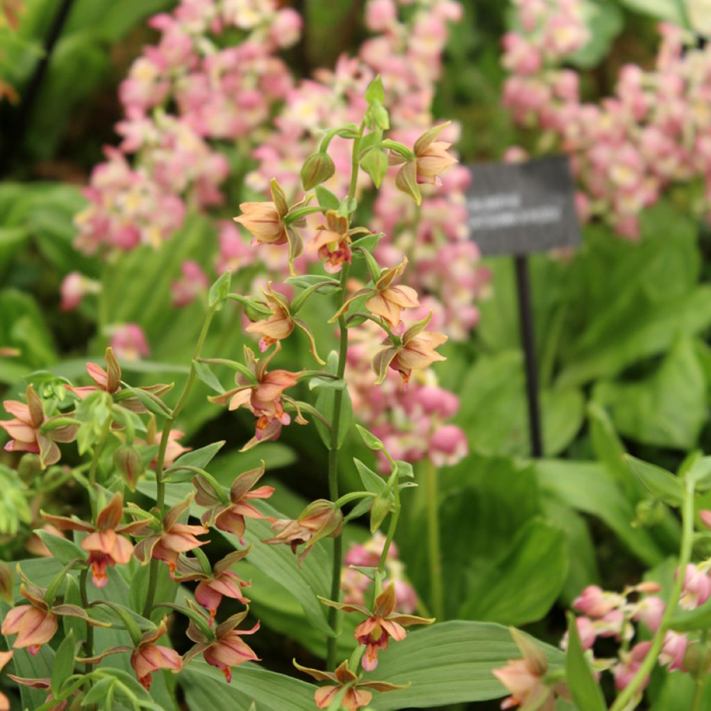 Epipactis gigantea - Epipactis gigante