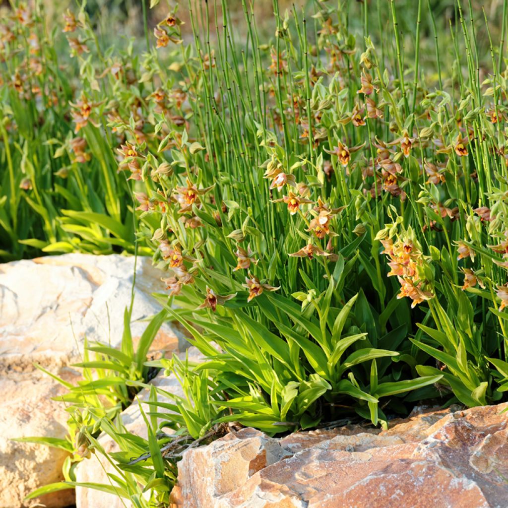 Epipactis gigantea - Epipactis gigante