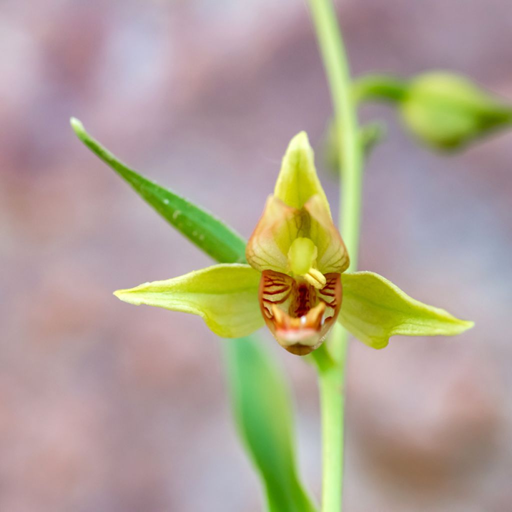 Epipactis gigantea - Epipactis gigante