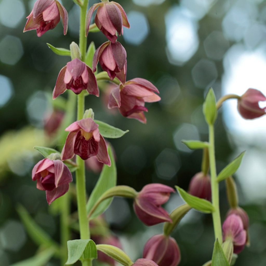 Epipactis royleana - Orquídea