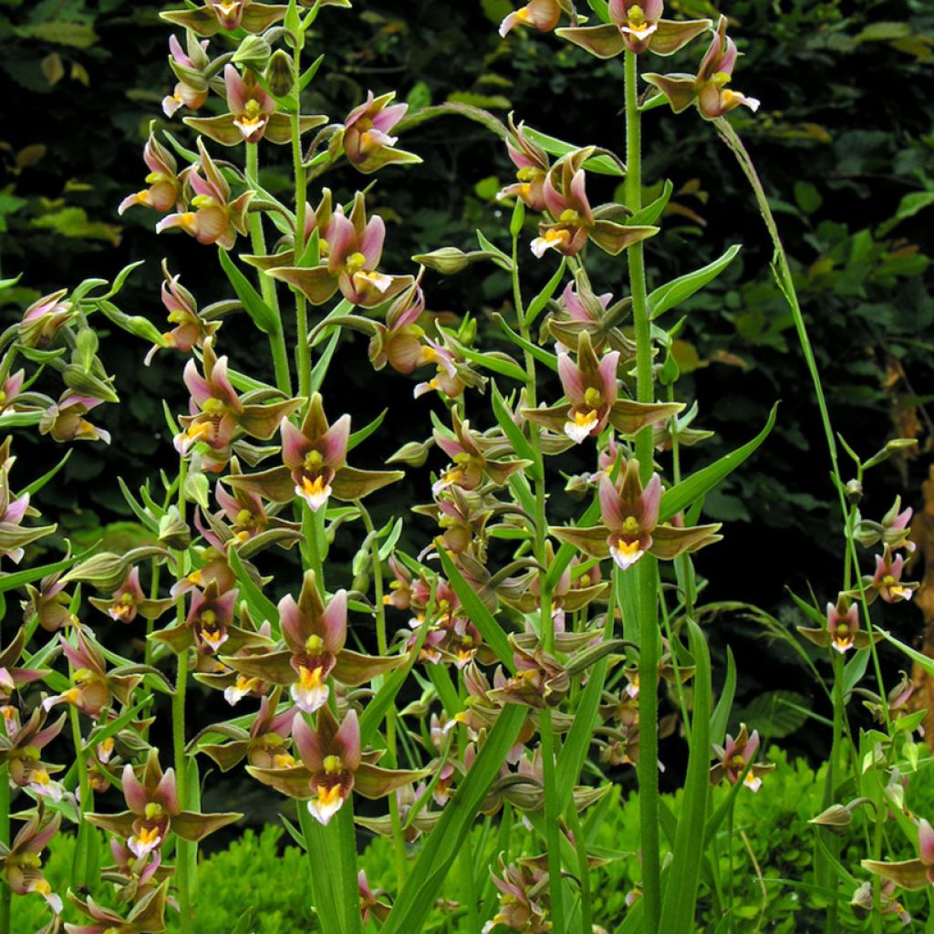 Epipactis Sabine - Orquídea