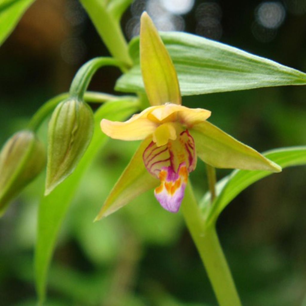 Epipactis thunbergii Yellow - Orquídea