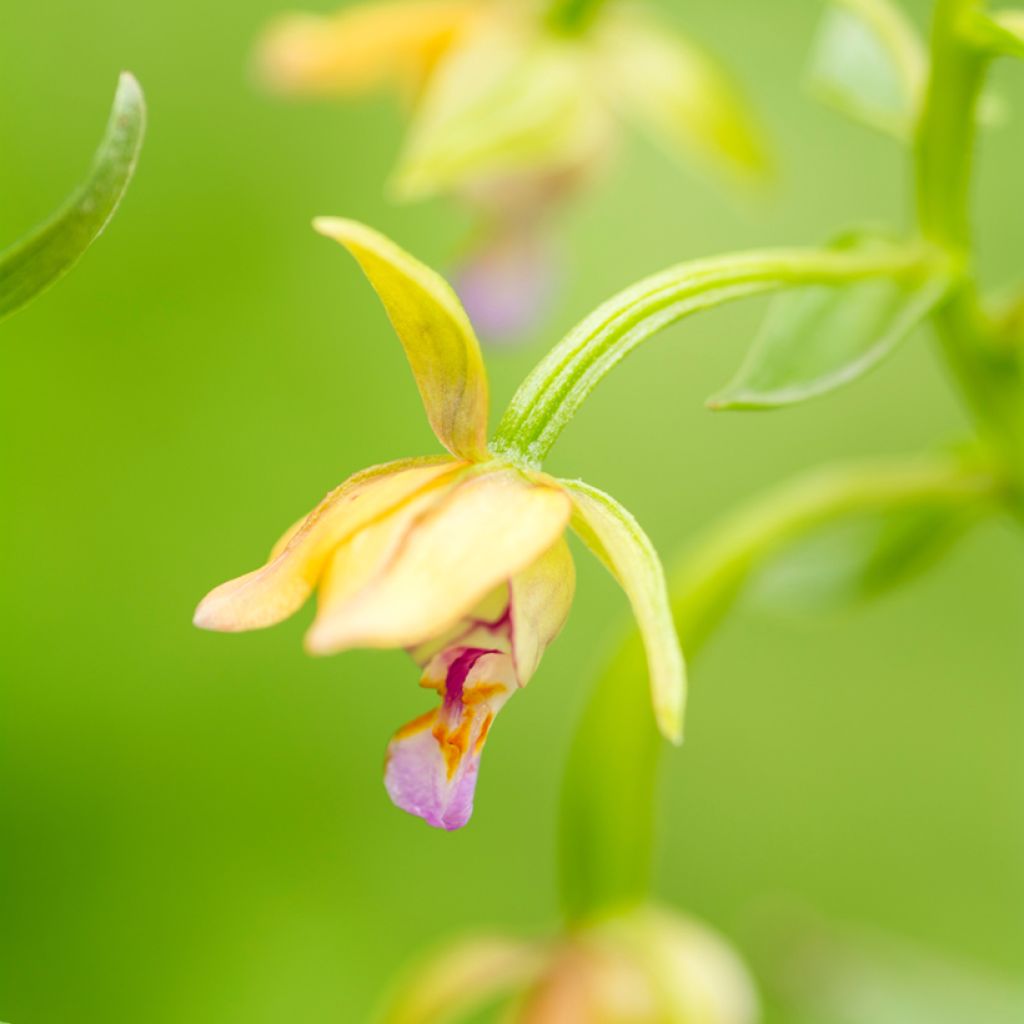 Epipactis thunbergii Yellow - Orquídea