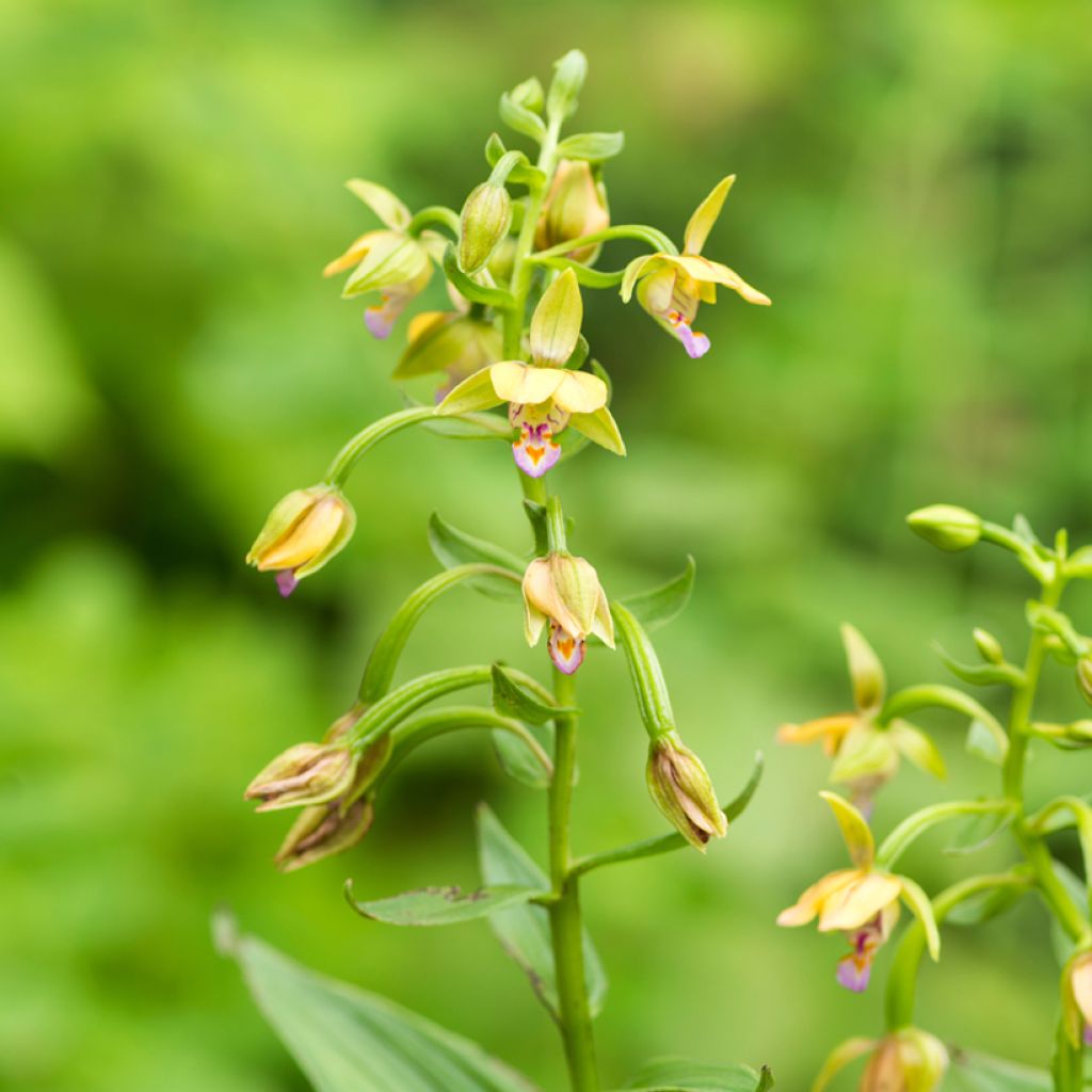 Epipactis thunbergii Yellow - Orquídea