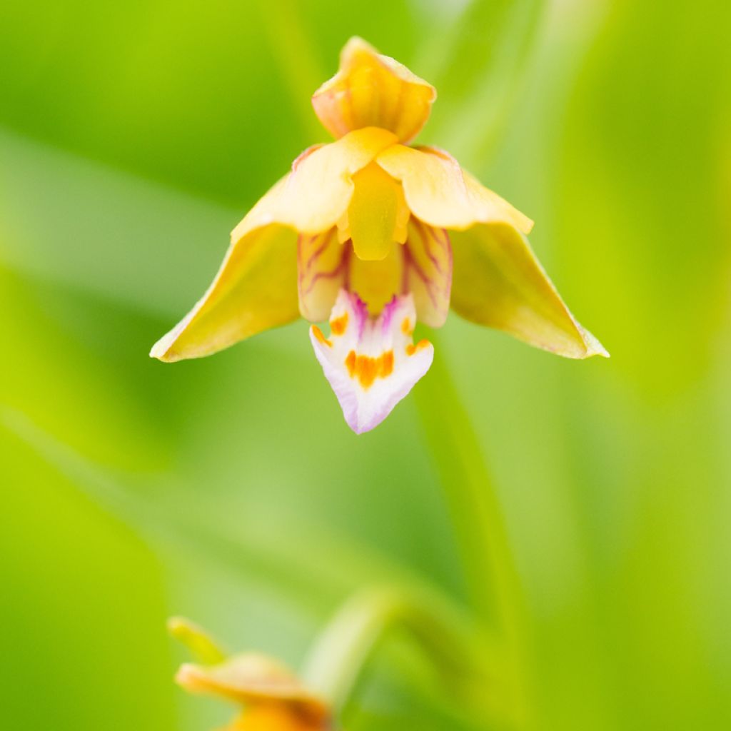 Epipactis thunbergii Yellow - Orquídea