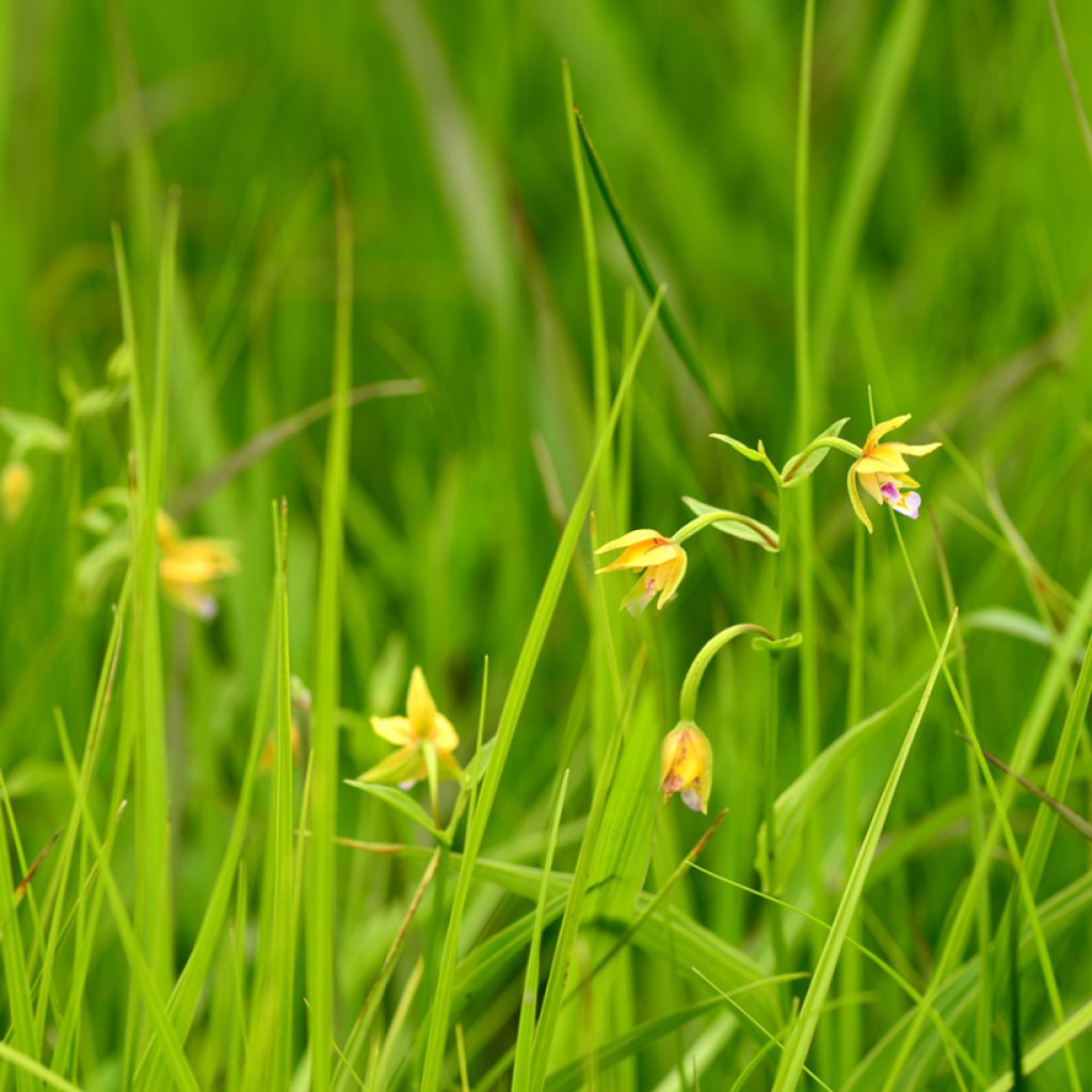 Epipactis thunbergii Yellow - Orquídea