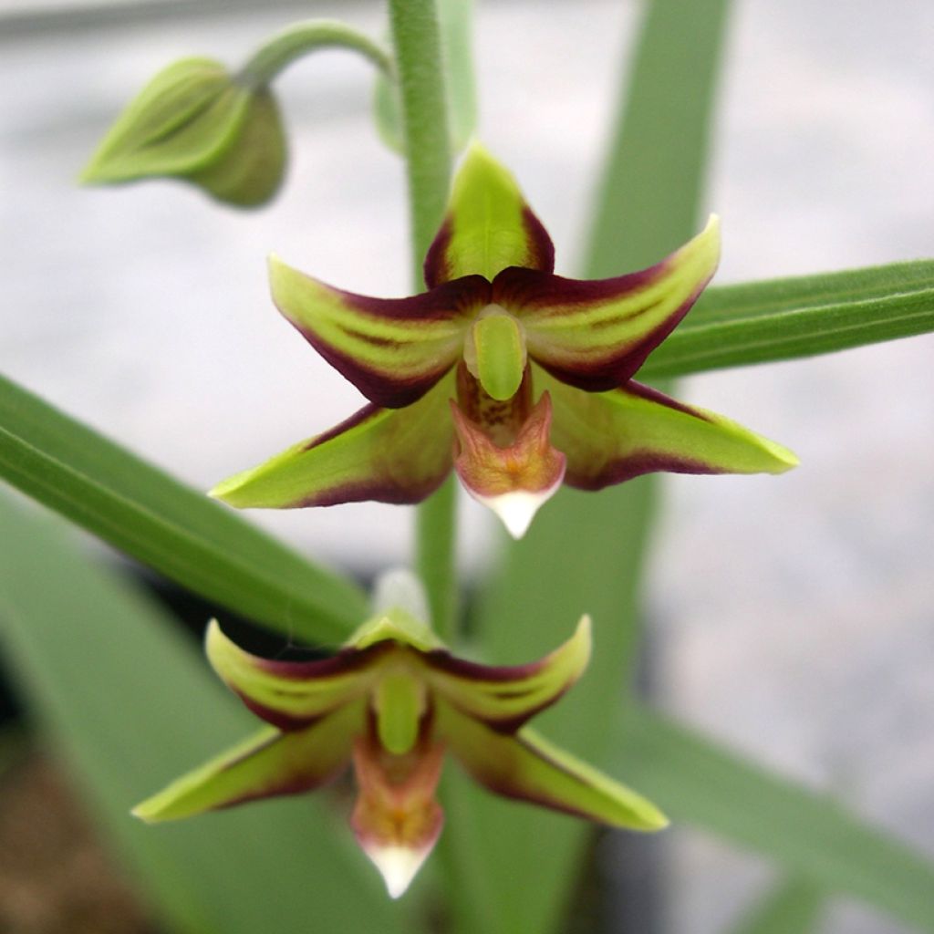 Epipactis veratrifolia - Epipactis con hojas de heléboro