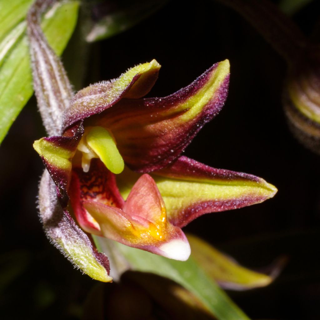 Epipactis veratrifolia - Epipactis con hojas de heléboro