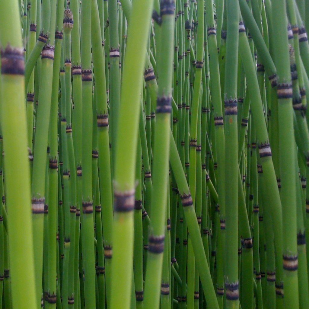 Equisetum camtschatcense, Prèle