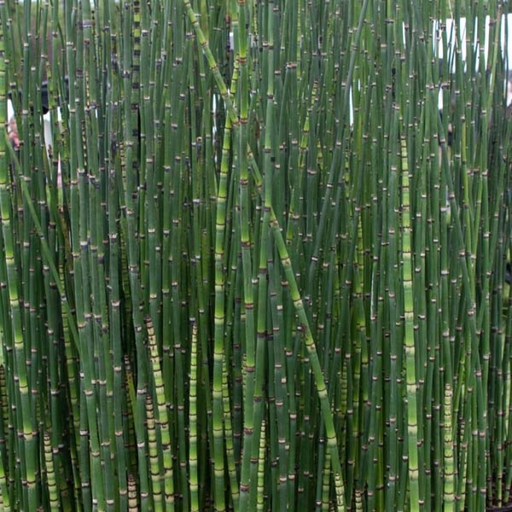 Equisetum hyemale - Cola de caballo de invierno