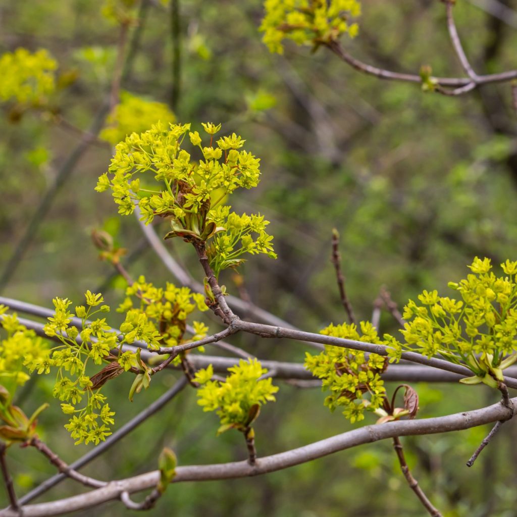 Arce común - Acer campestre