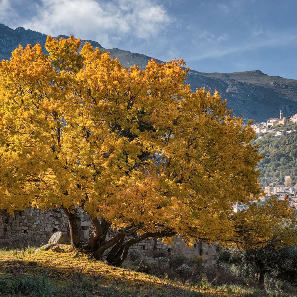 Arce de Montpellier - Acer monspessulanum