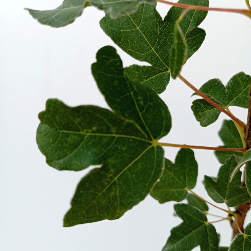 Arce de Montpellier - Acer monspessulanum