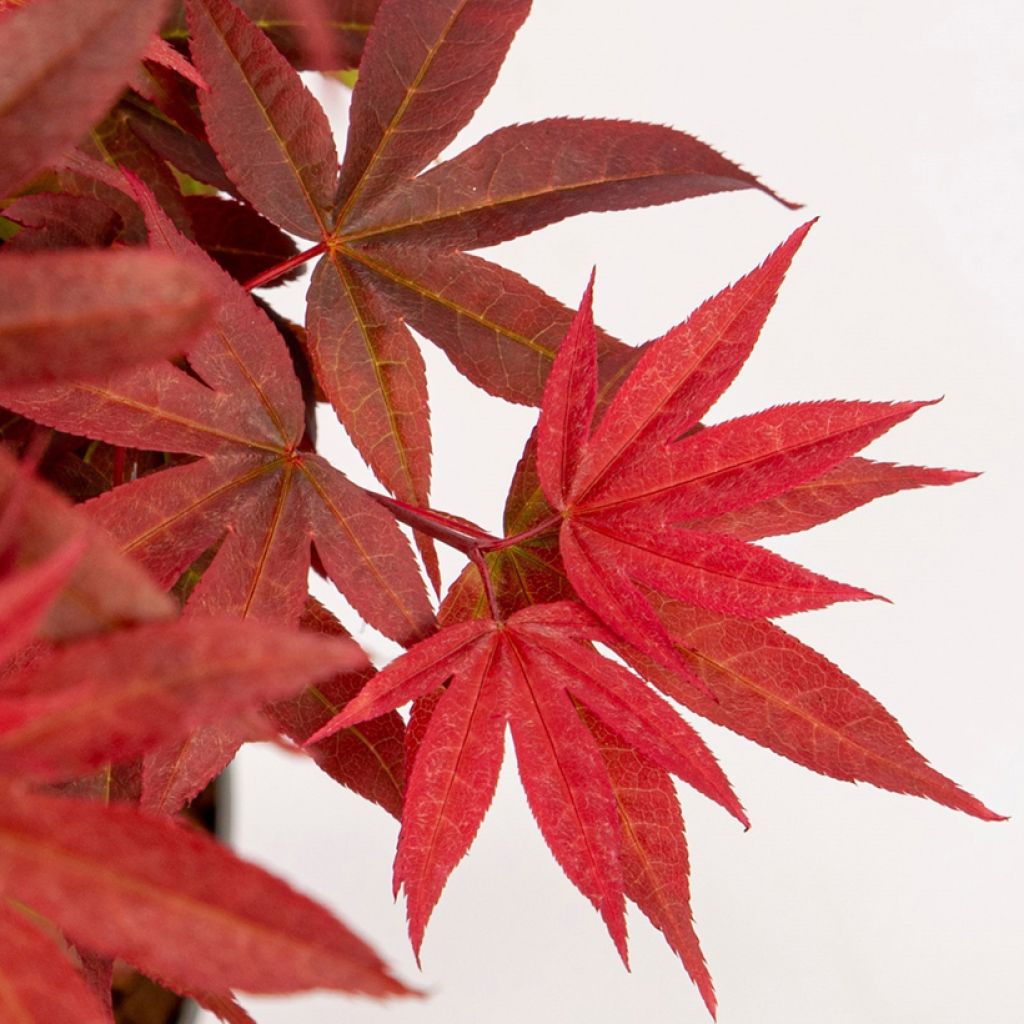 Acer palmatum Little Red - Arce japonés