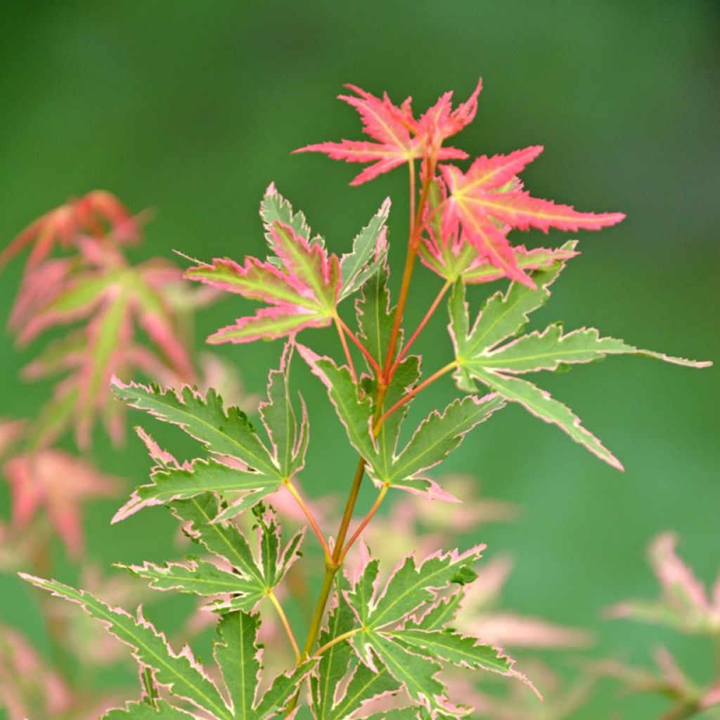 Acer palmatum Taylor - Arce japonés