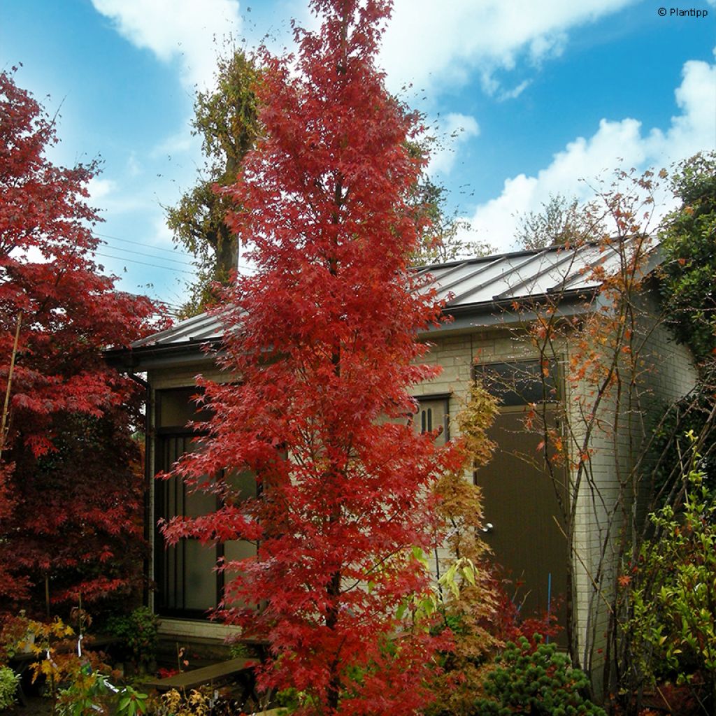 Erable du Japon - Acer palmatum Tsukasa Silhouette