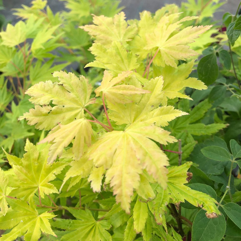 Erable du Japon - Acer palmatum Summer Gold