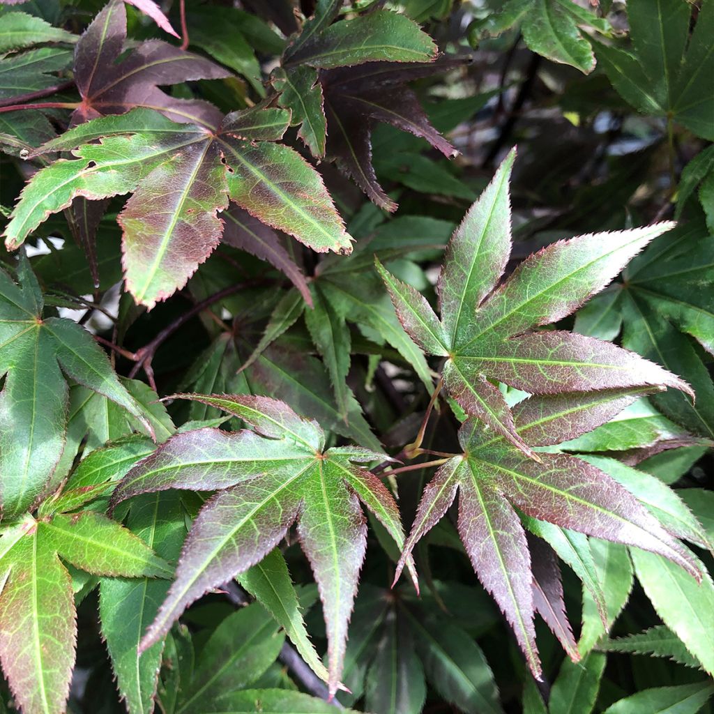 Arce japonés rojo - Acer palmatum Atropurpureum