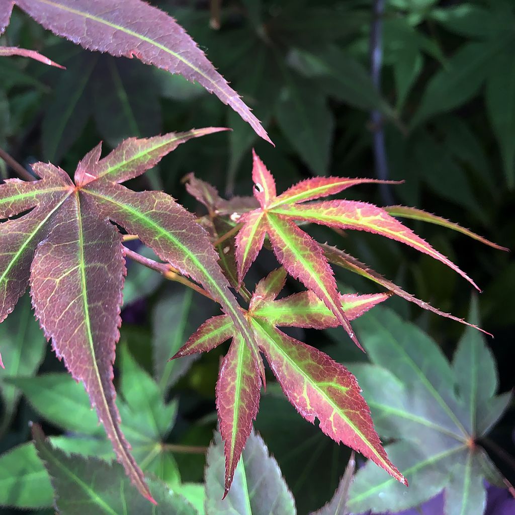 Arce japonés rojo - Acer palmatum Atropurpureum