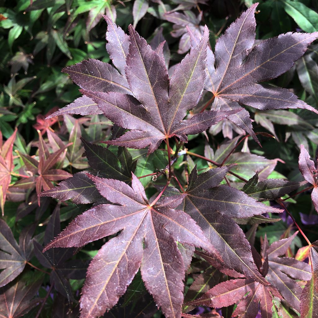 Arce japonés rojo - Acer palmatum Atropurpureum