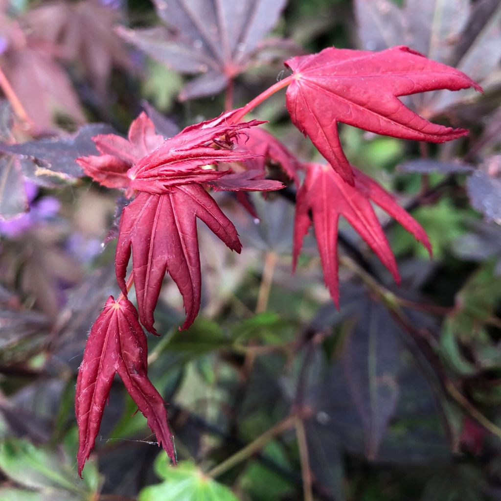 Arce japonés rojo - Acer palmatum Atropurpureum