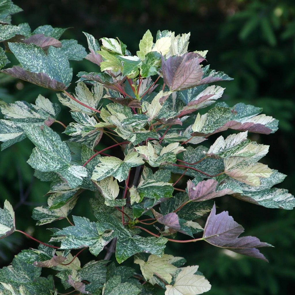 Acer pseudoplatanus Foliis Atropurpureis Argenteo - Arce blanco